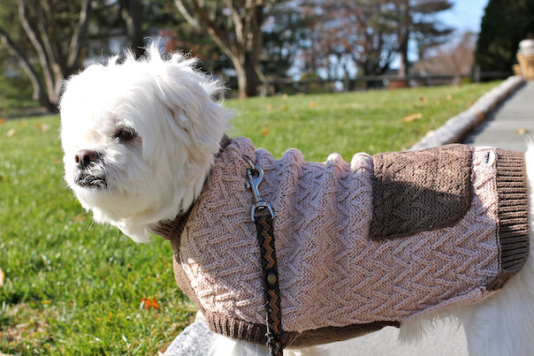 dog-travel-gifts-sweater